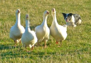 white geese being rounded up by a black and white sheep dog
