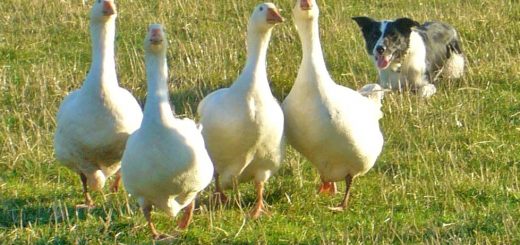 white geese being round up by a black and white sheep dog